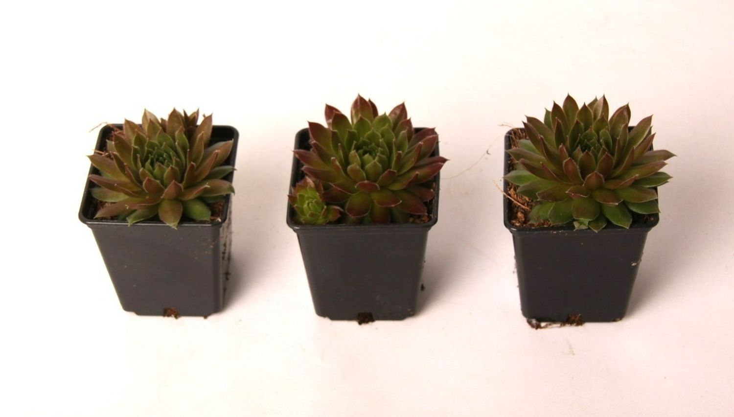 Sempervivum &#39; Paris &#39; - vaso Ø9 cm