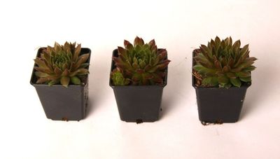 Sempervivum &#39; Paris &#39; - vaso Ø9 cm