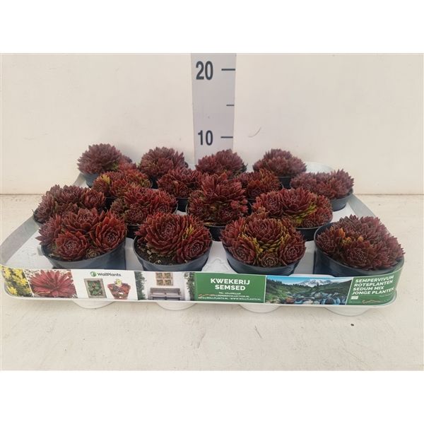 Sempervivum &#39;Monaco&#39; - vaso Ø9 cm