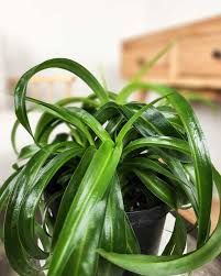Chlorophytum comosum &#39;Green Bonnie&#39; , Pianta Ragno, Falangio - vaso Ø12 cm