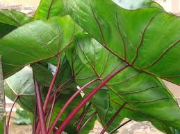 Colocasia esculenta &#39; Hawaiian Punch &#39; - vaso Ø18 cm