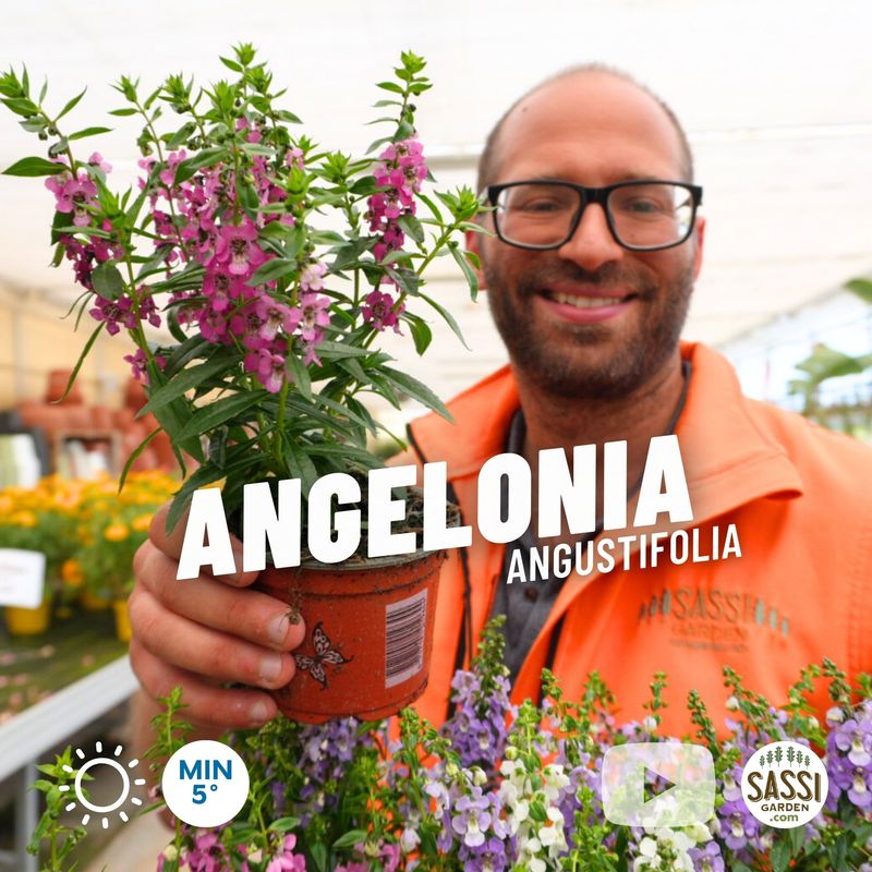 Angelonia angustifolia - vaso Ø10,5 cm