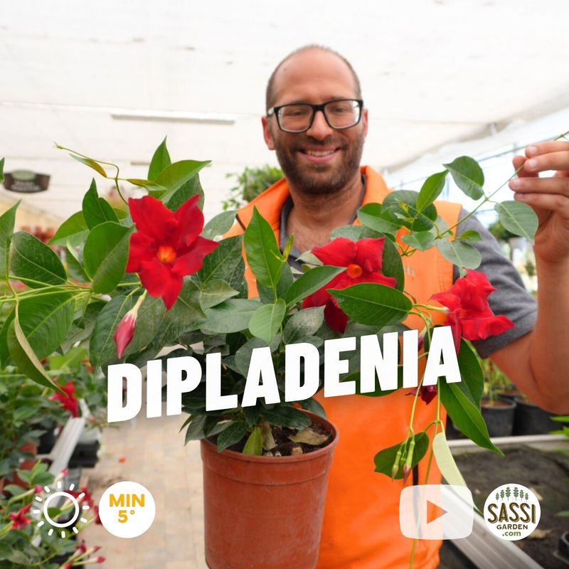 Dipladenia, Mandevilla sanderi col. ROSSO - vaso Ø18 cm