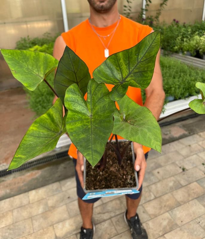 Colocasia esculenta ' Hawaiian Punch ' - vaso Ø18 cm