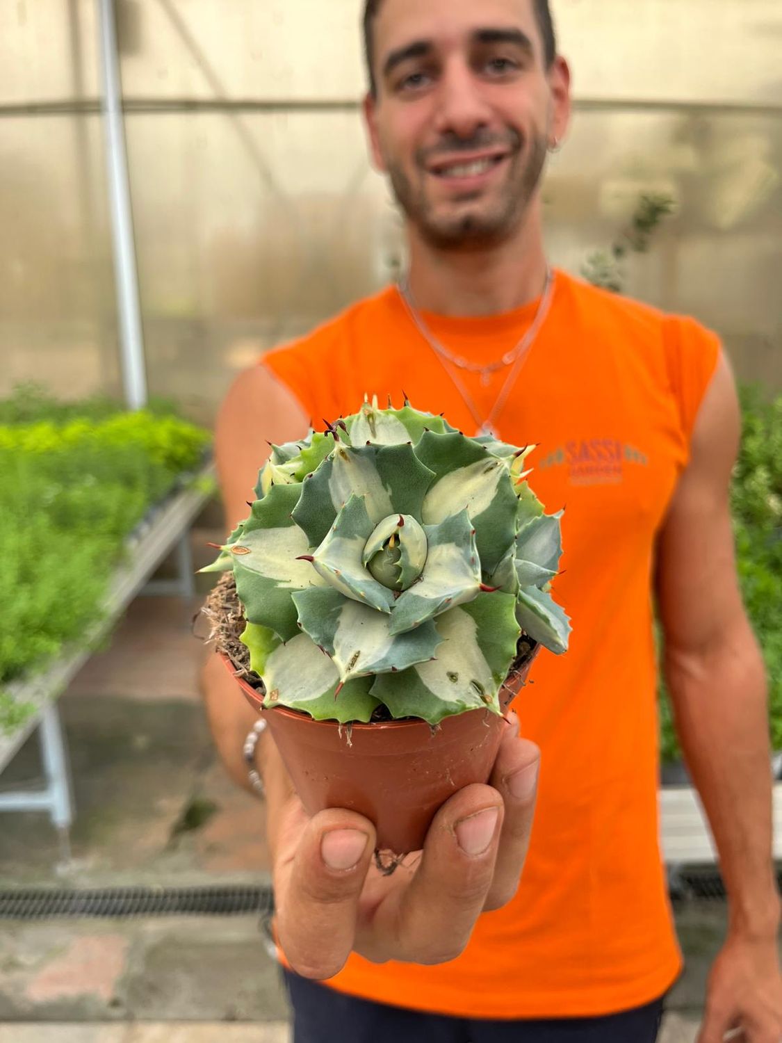 Agave Potatorum Ouhi-Raijin variegata, Pianta Succulenta - vaso Ø8 cm