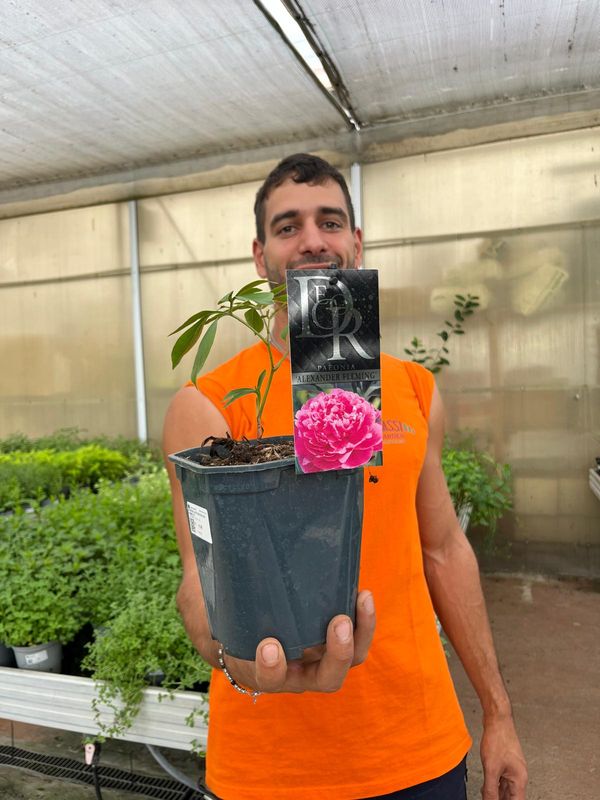 Peonia Erbacea, Paeonia lactiflora ' Alexander Fleming '- vaso 17 cm quadrato