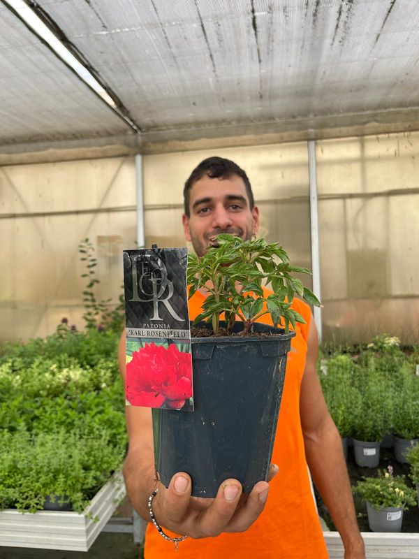 Peonia Erbacea, Paeonia lactiflora 'Karl Rosenfield' - vaso 17 cm quadrato