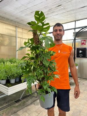 Monstera Minima, Rhaphidophora Tetrasperma - vaso Ø19 cm Monstera Minima, Rhaphidophora Tetrasperma - vaso Ø19 cm