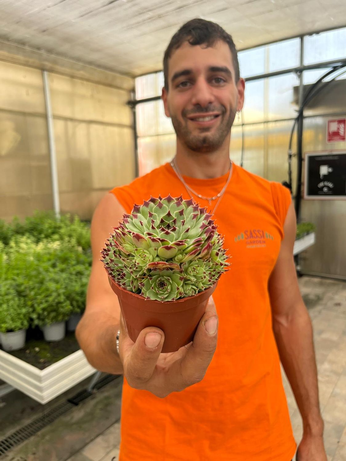 Sempervivum &#39;Berlijn&#39; - vaso Ø9 cm