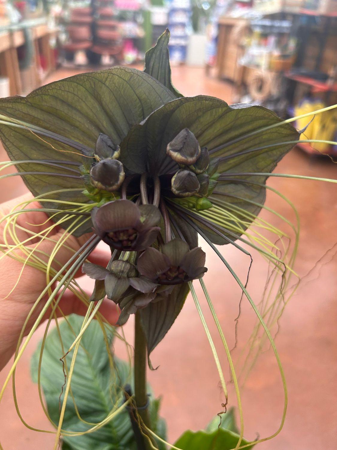 Tacca chantrieri - fiore pipistrello - Orchidea nera - vaso Ø17 cm (1 ramo fiorito)