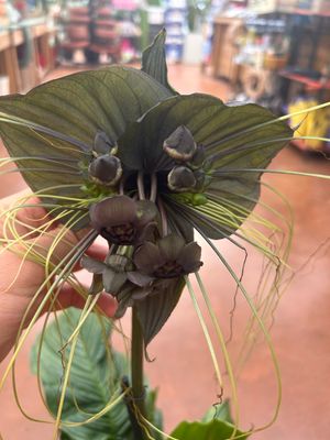 Tacca chantrieri - fiore pipistrello - Orchidea nera - vaso Ø17 cm (1 ramo fiorito)