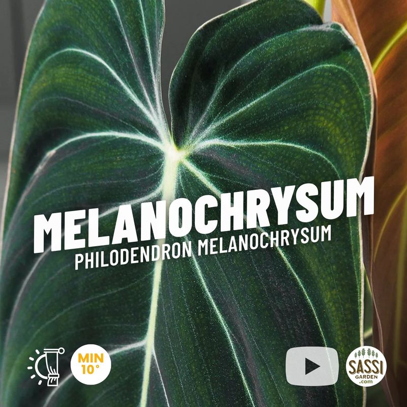 Philodendron melanochrysum, Filodendro foglia nera - vaso Ø12 cm, h 30 cm