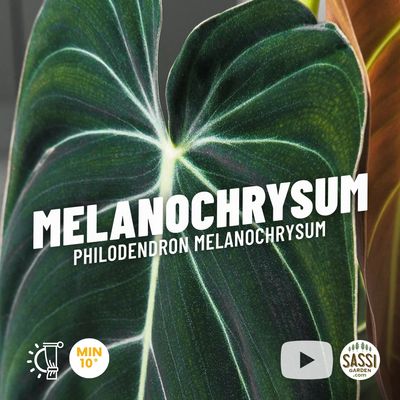 Philodendron melanochrysum, Filodendro foglia nera - vaso Ø12 cm, h 30 cm
