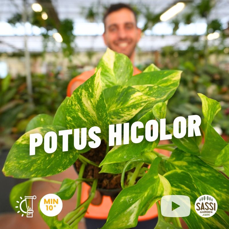 Potos &#39;Hicolor&#39;, Epipremnum aureum ricadente, Potus, Pothos, Photus - vaso Ø12 cm