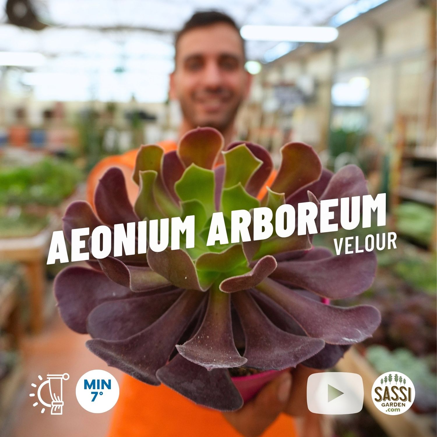 Aeonium Arboreum &#39;Velour&#39; - vaso Ø12 cm