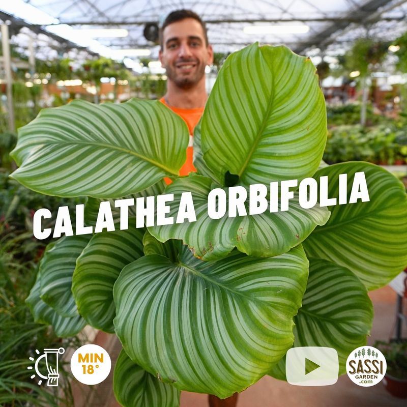 Calathea Orbifolia - vaso Ø18 cm