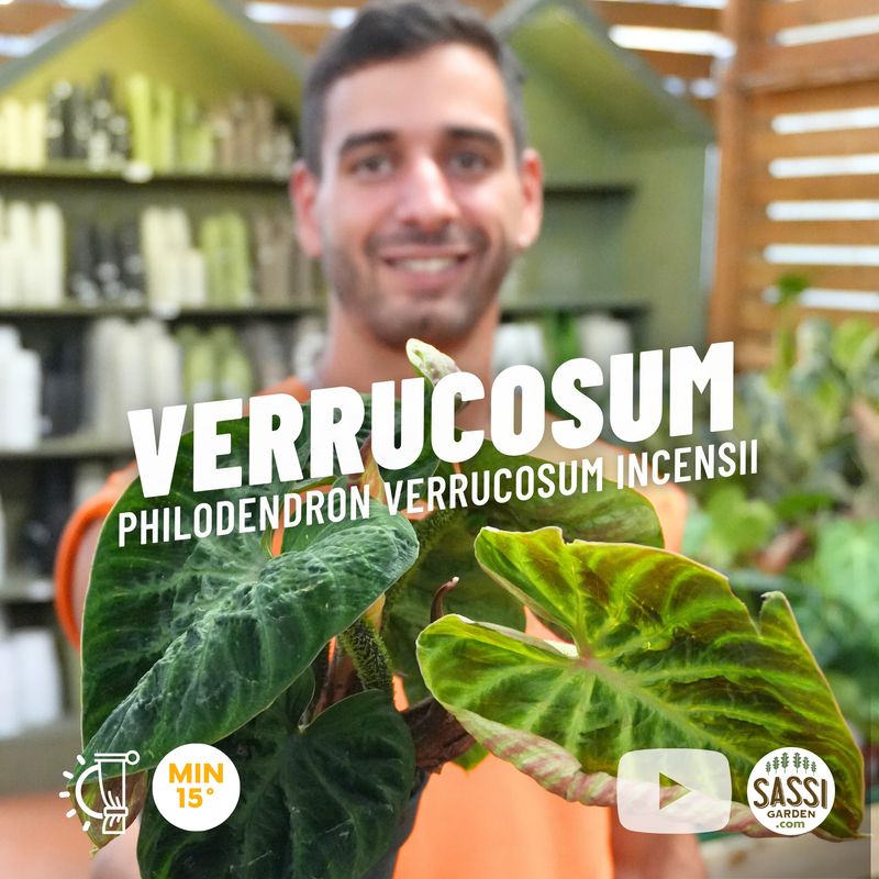 Philodendron Verrucosum Incensii, Filodendro Verrucoso - vaso Ø12 cm