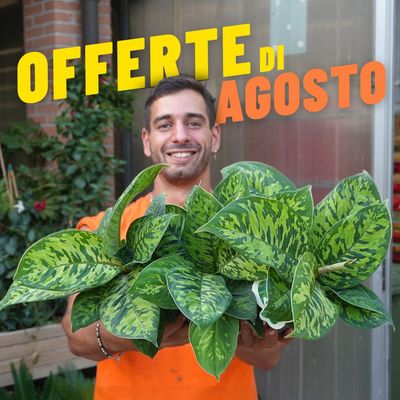 OFFERTE DI AGOSTO