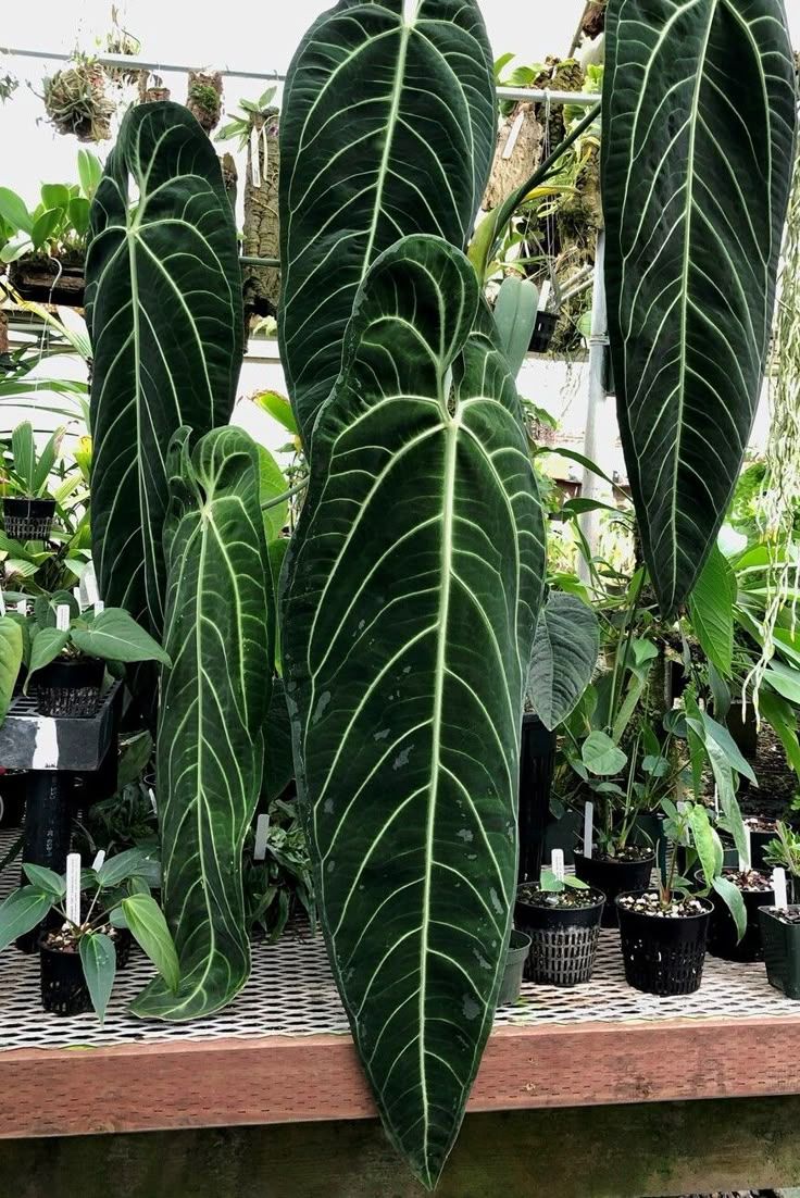 Anthurium villenaorum - vaso Ø12 cm