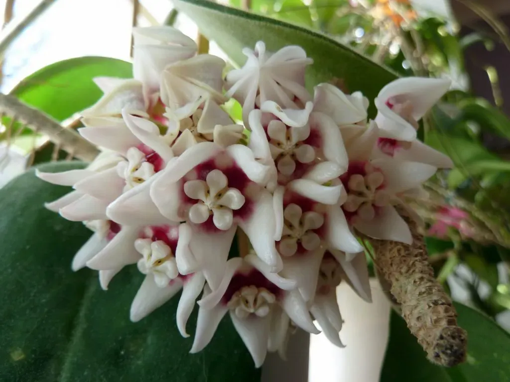 Hoya calycina &#39;Stargazer&#39; , Fiore di Cera - vaso Ø17 cm, h 55-60 cm fuori vaso