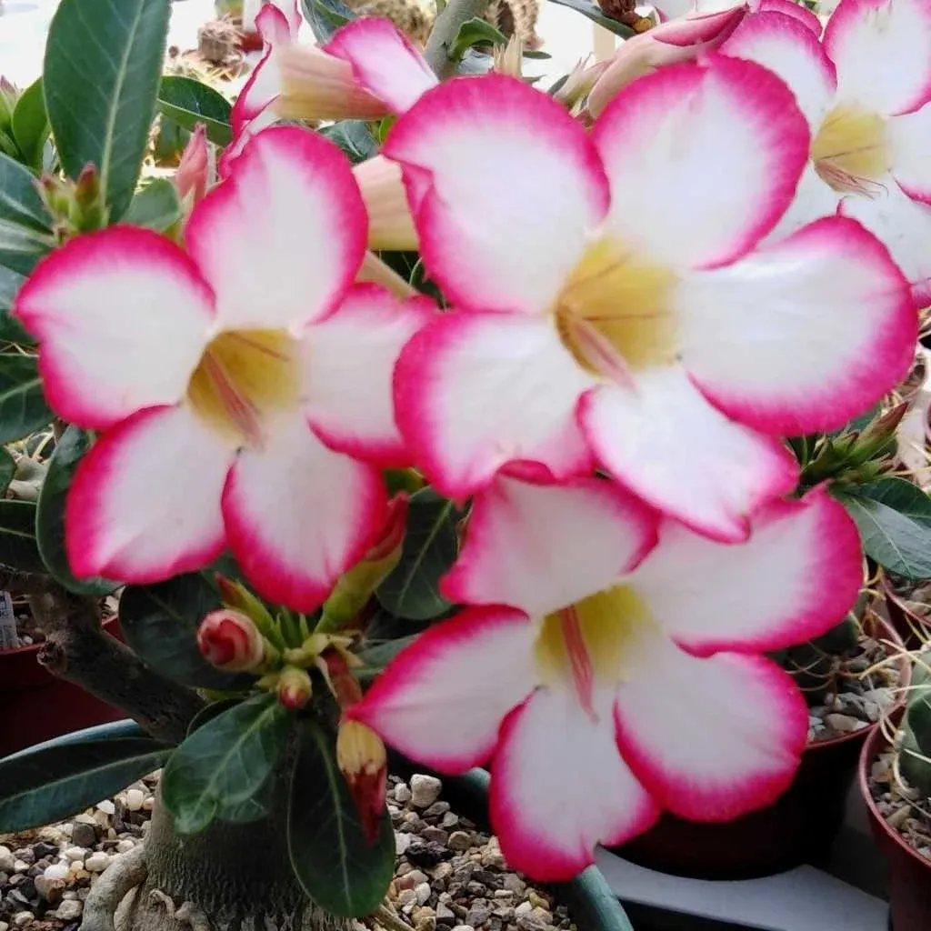 Adenium obesum &#39;Picotee&#39;, Adenium Rosa del Deserto - vaso Ø10 cm