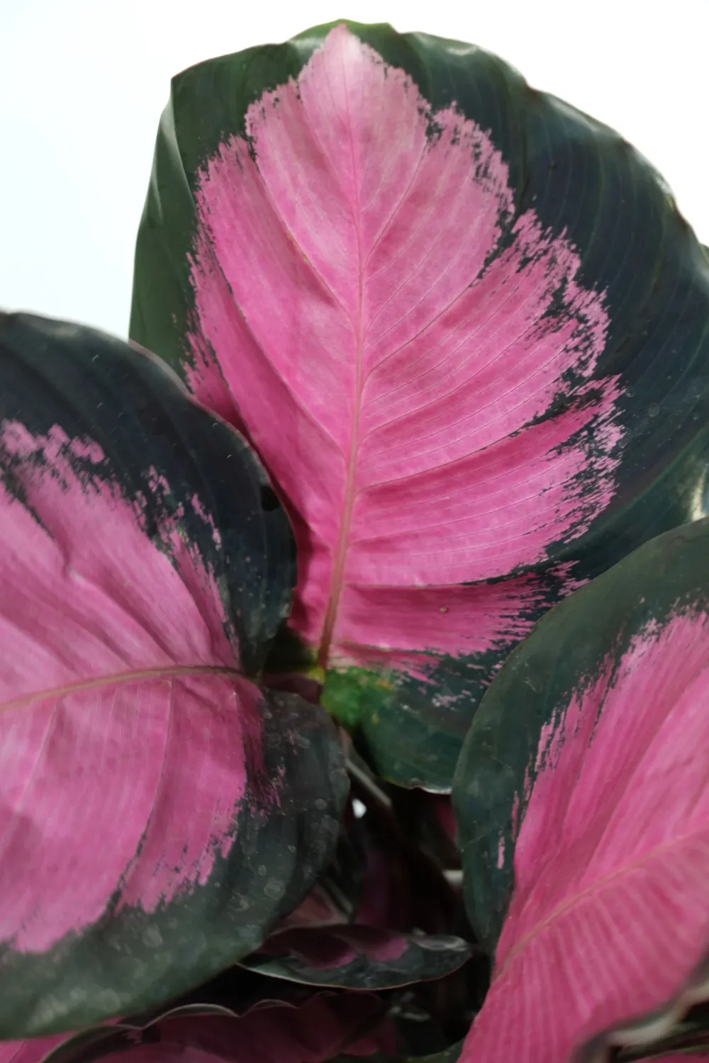 Calathea roseopicta &#39;Rosey&#39; - vaso Ø12 cm