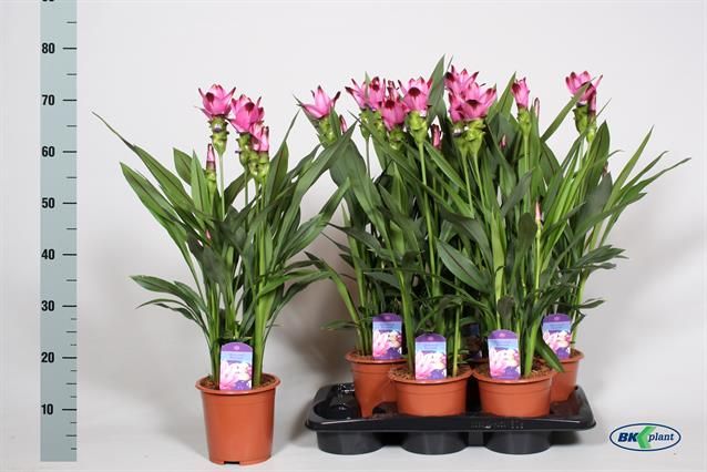 Curcuma Alismatifolia Siam Splash - vaso Ø 17cm