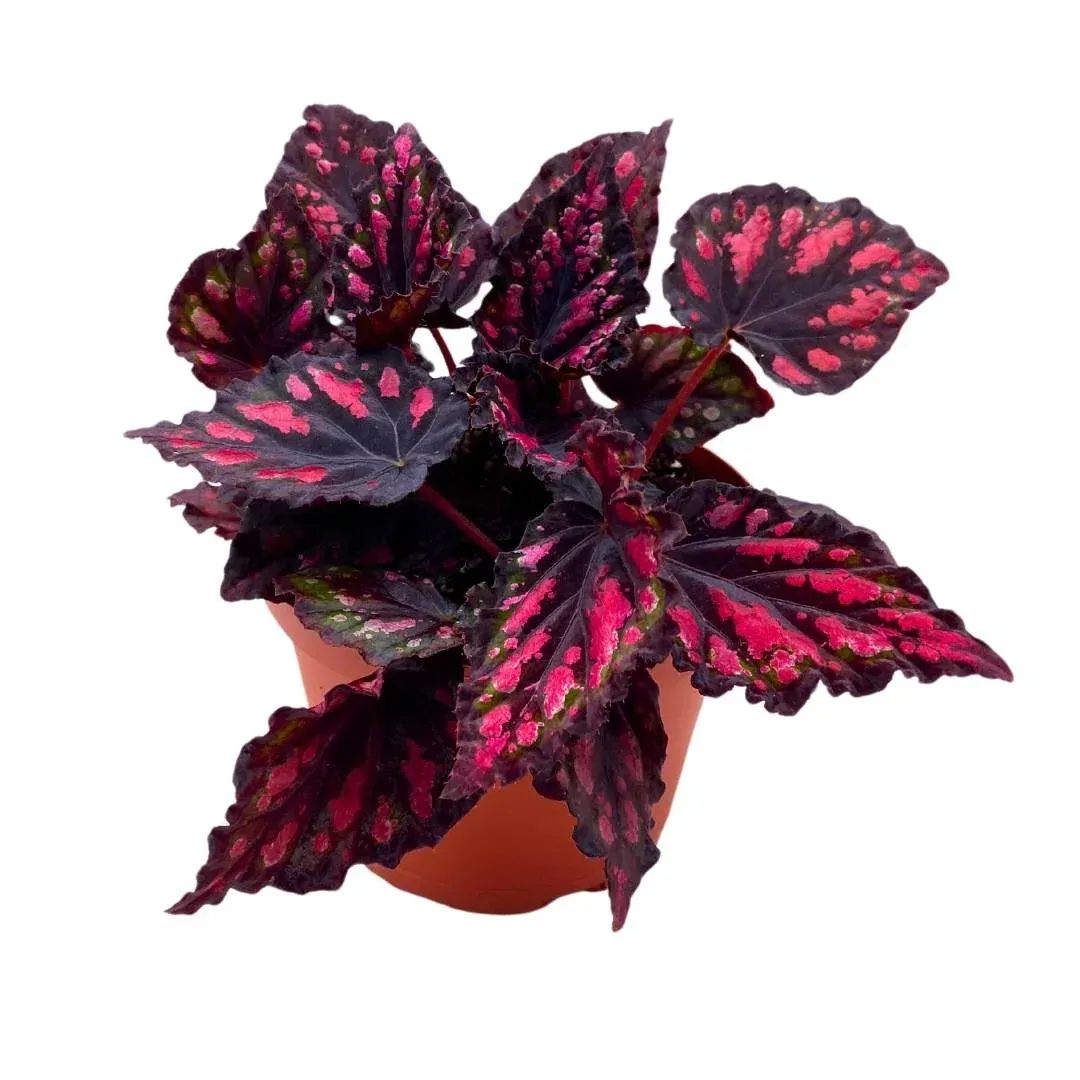 Begonia rex &#39;Etna&#39; - vaso Ø8 cm