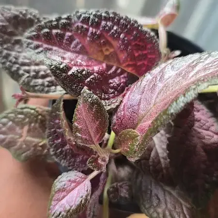 Episcia cupreata &#39;Purple Rain&#39; - vaso Ø8 cm
