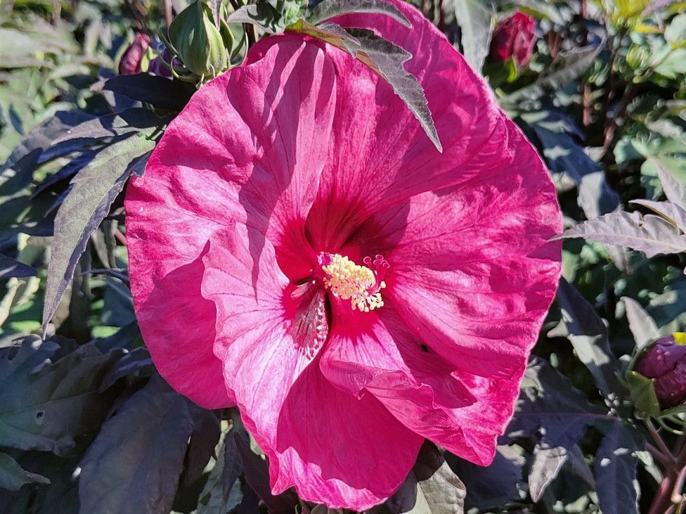 Ibisco Palustre, Hibiscus moscheutos &#39;Summerific Berry Awesome&#39; - vaso Ø23 cm