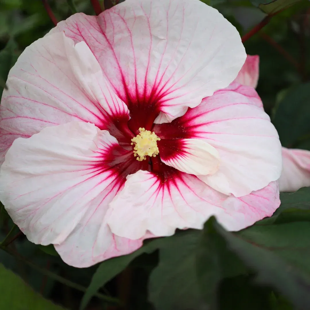 Ibisco Palustre, Hibiscus moscheutos &#39;Summerific Perfect Storm&#39; - vaso Ø23 cm