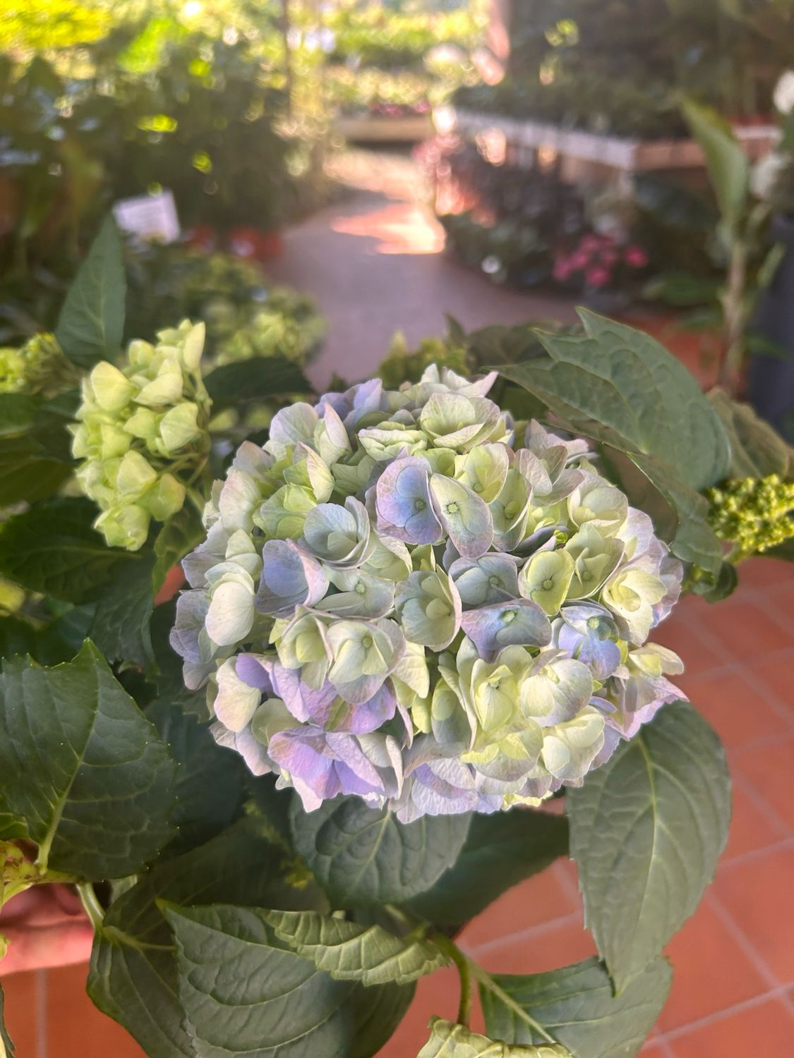 Hydrangea macrophylla &#39; Hi River &#39; - Ortensia  - vaso Ø23 cm