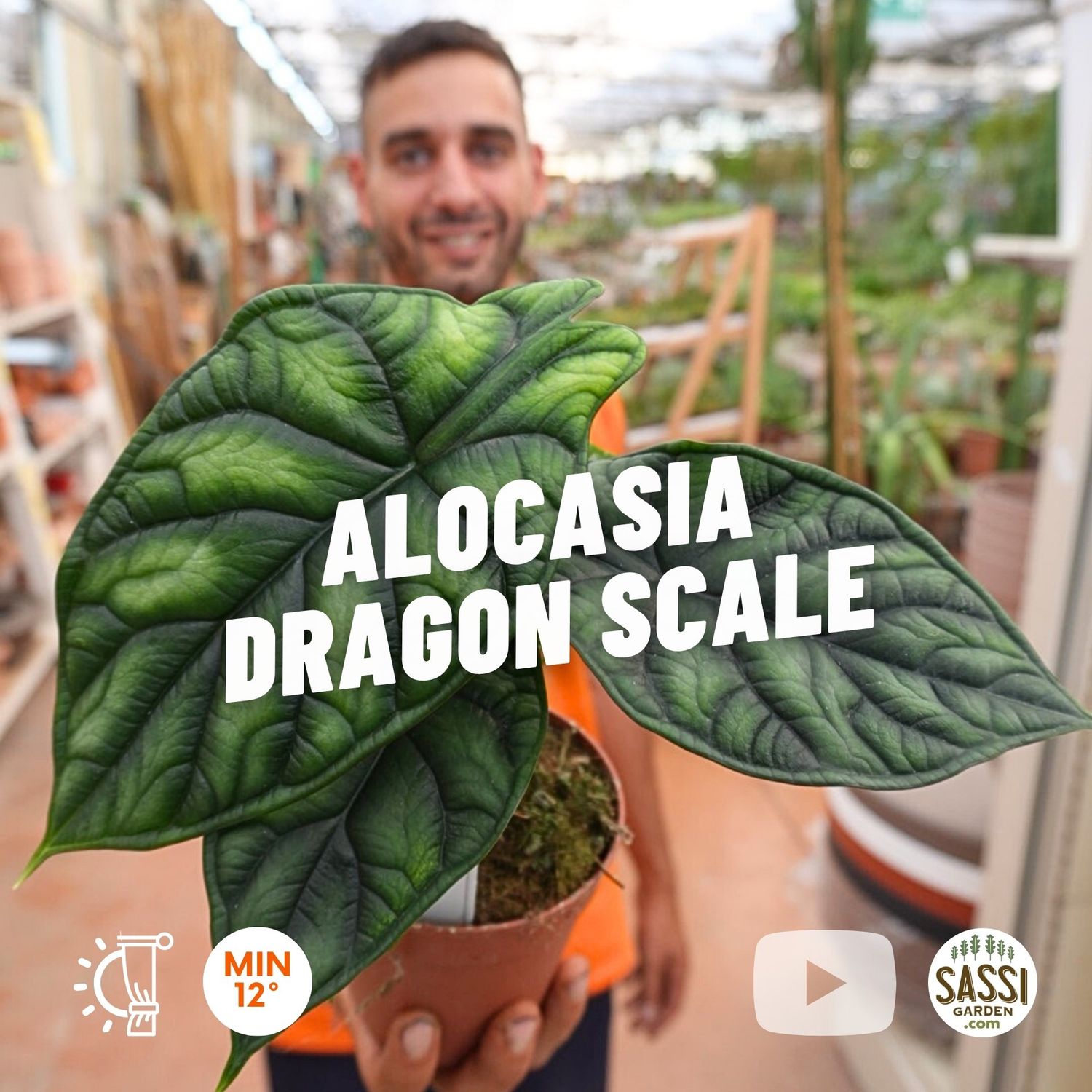 Alocasia Baginda &#39;Dragon Scale&#39; - vaso Ø13 cm