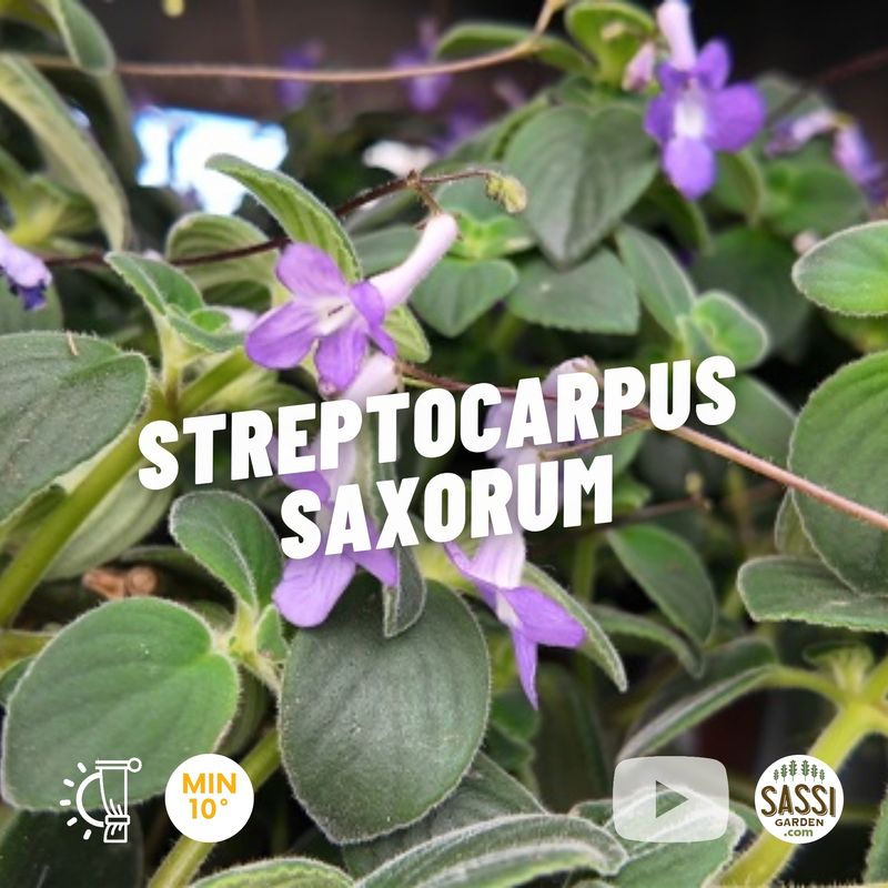 Streptocarpus Saxorum, Primula del Capo - vaso Ø13 cm