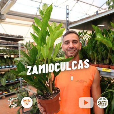 Zamioculcas zamiifolia, gemma di Zanzibar - vaso Ø12 cm