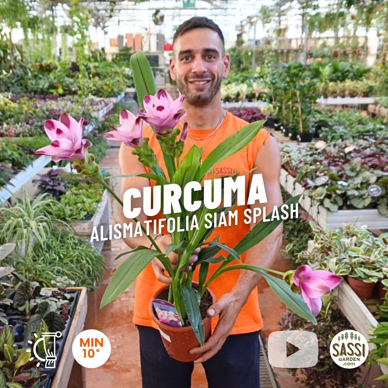 Curcuma Alismatifolia Siam Splash - vaso Ø17 cm