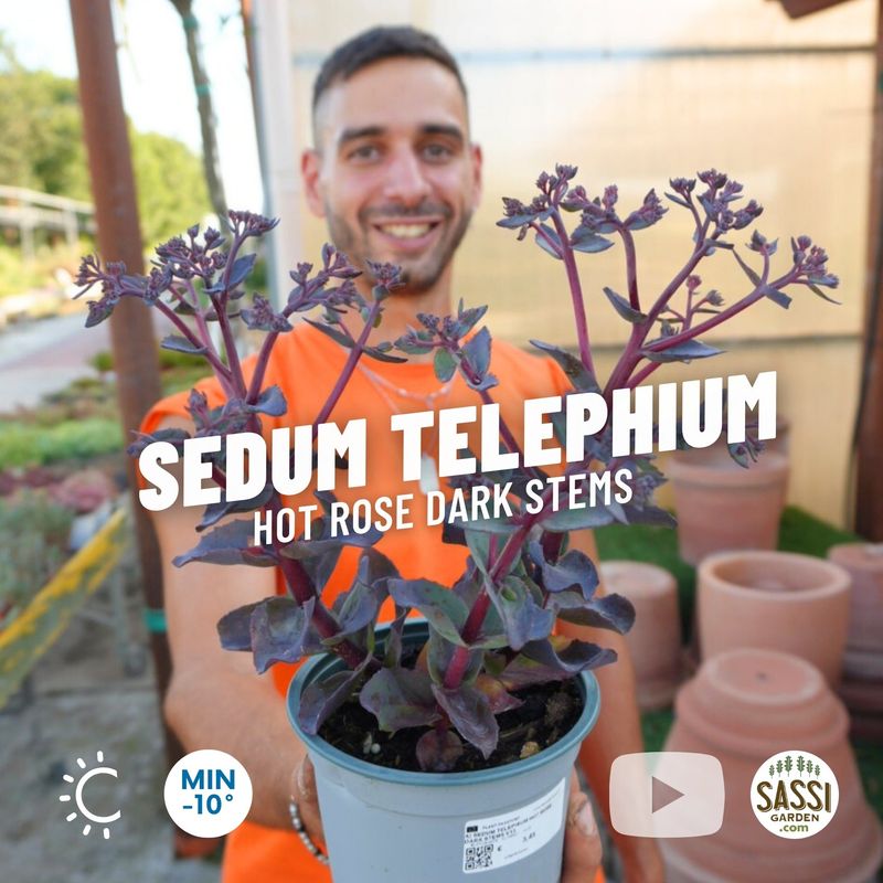 Sedum telephium &#39;Hot Rose Dark Stems&#39; - vaso Ø13 cm