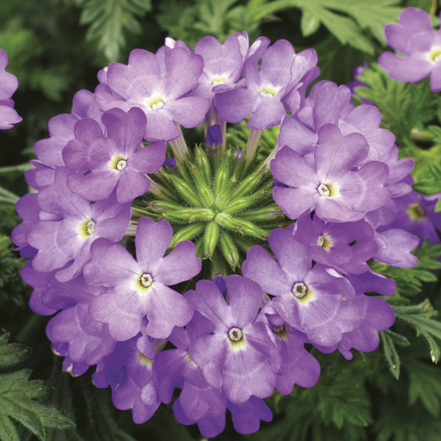 Verbena rigida Lilac  - vaso Ø22 cm