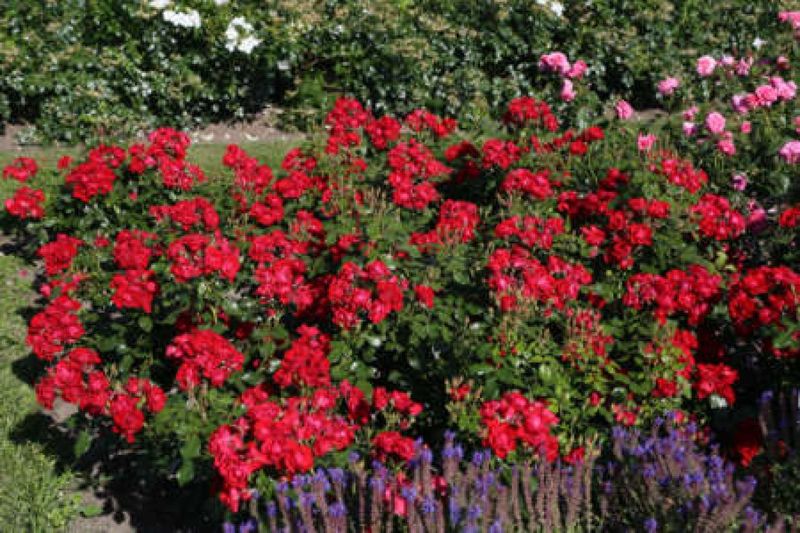 Rosa Paesaggistica, Rose Paesaggistiche, Rosa 'Black Forest' ® - vaso 3 litri