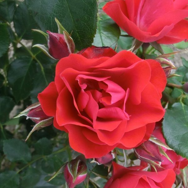 Rosa Paesaggistica, Rose Paesaggistiche, Rosa &#39;Black Forest&#39; ® - vaso 3 litri
