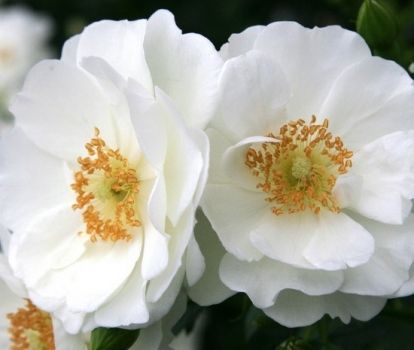 Rosa Paesaggistica, Rose Paesaggistiche, Rosa &#39;Innocencia&#39; ® - vaso 3 litri