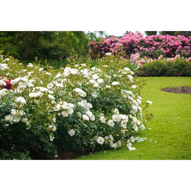 Rosa Paesaggistica, Rose Paesaggistiche, Rosa 'Innocencia' ® - vaso 3 litri