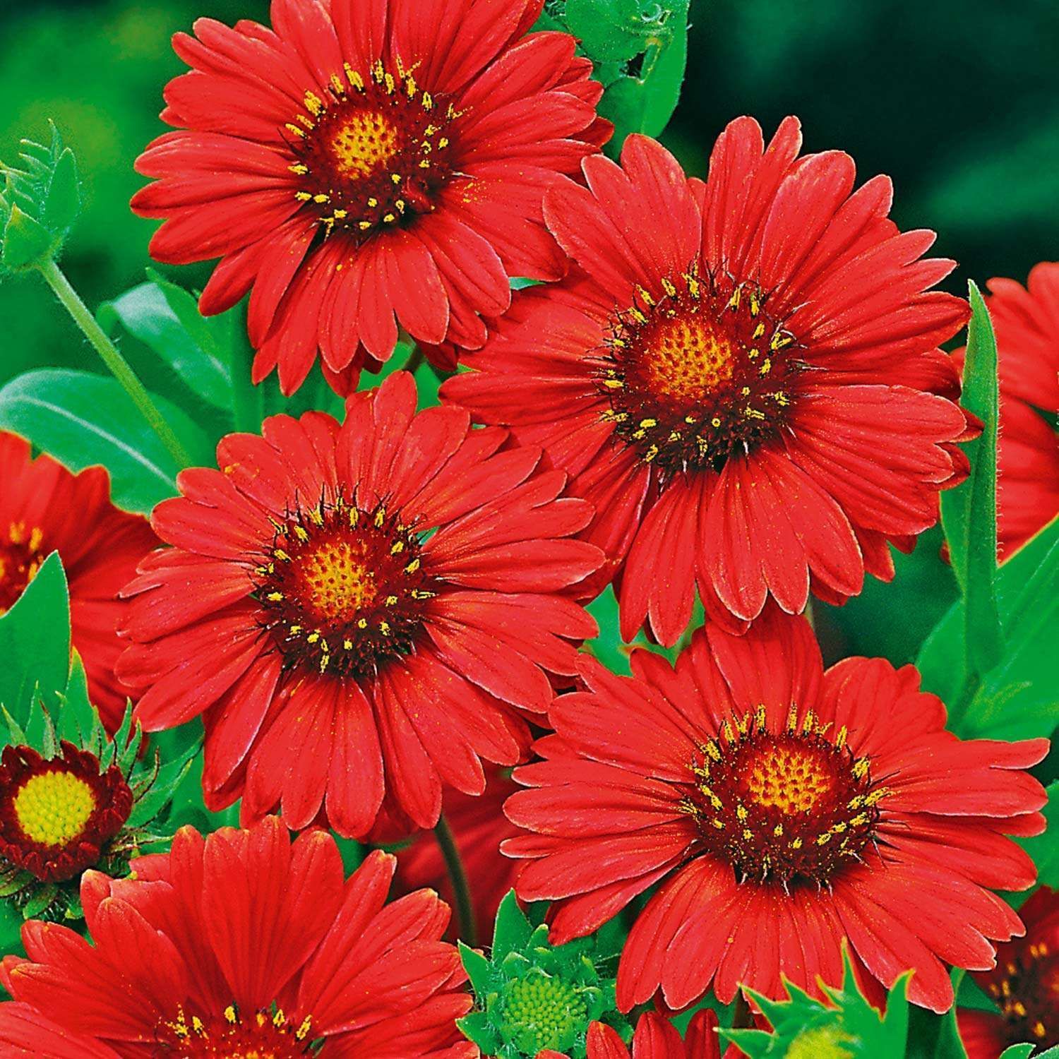 Gaillardia aristata &#39;Burgunder&#39; - vaso Ø18 cm