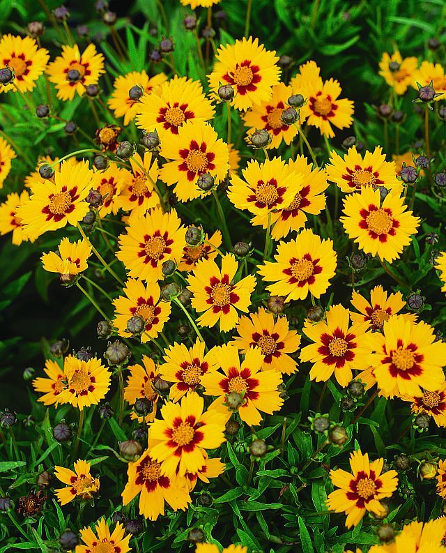 Coreopsis grandiflora &#39;Heliot&#39; - vaso Ø18 cm