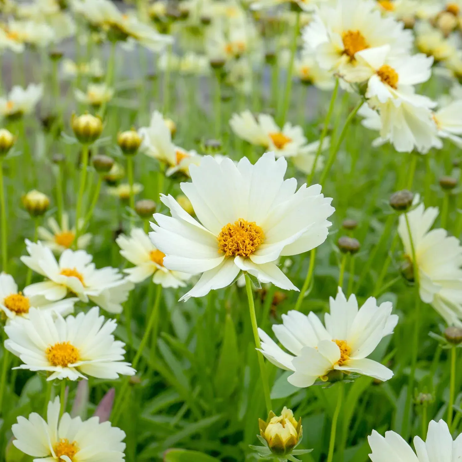 Coreopsis grandiflora &#39;Uptick Cream&#39; - vaso Ø18 cm