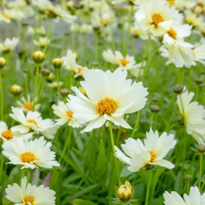 Coreopsis grandiflora 'Uptick Cream' - vaso Ø18 cm Coreopsis grandiflora 'Uptick Cream' - vaso Ø18 cm
