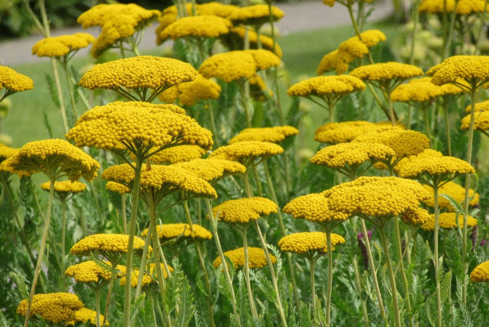 Achillea millefolium &#39;Coronation Gold&#39;, Achillea Millefoglio - vaso Ø18 cm