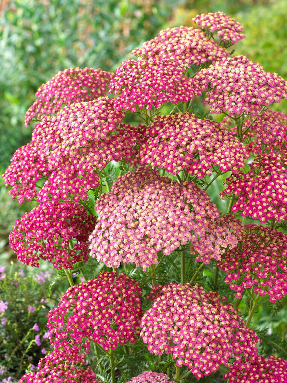 Achillea millefolium &#39;Lighting Pink&#39;,  Achillea Millefoglio - vaso Ø18 cm