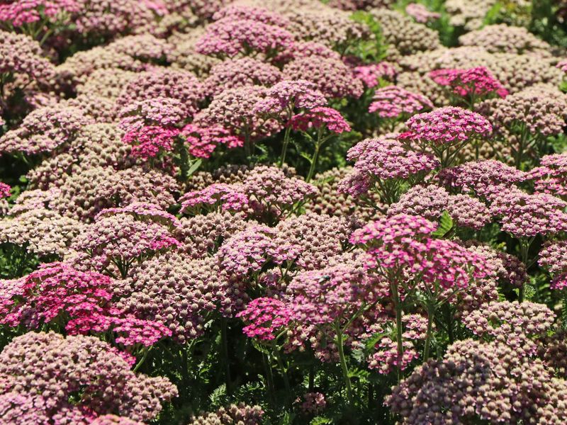 Achillea millefolium &#39;Milly Rock rose&#39;,  Achillea Millefoglio - vaso Ø18 cm