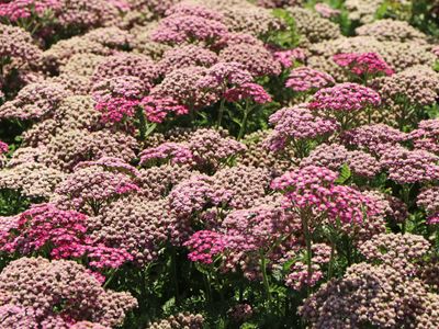 Achillea millefolium &#39;Milly Rock rose&#39;,  Achillea Millefoglio - vaso Ø18 cm